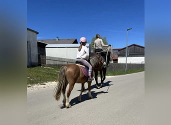 Welsh-A, Wallach, 4 Jahre, 123 cm, Hellbrauner