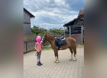 Welsh-A, Wallach, 4 Jahre, 123 cm, Hellbrauner
