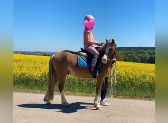 Welsh-A, Wallach, 4 Jahre, 123 cm, Hellbrauner
