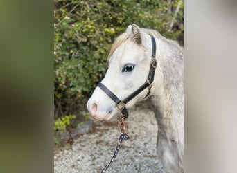 Welsh-A, Wallach, 4 Jahre, 123 cm, Schimmel