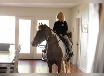 Welsh-A Mix, Wallach, 4 Jahre, 132 cm, Schecke