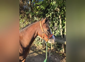 Welsh-A, Wallach, 5 Jahre, 110 cm, Brauner