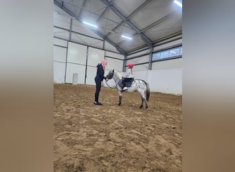 Welsh-A, Wallach, 5 Jahre, 114 cm, Tigerschecke
