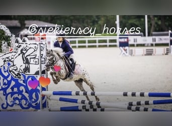 Welsh-A, Wallach, 5 Jahre, 114 cm, Tigerschecke