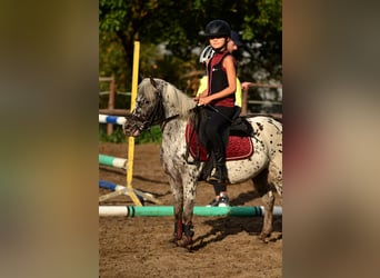 Welsh-A, Wallach, 5 Jahre, 114 cm, Tigerschecke