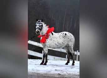 Welsh-A, Wallach, 5 Jahre, 114 cm, Tigerschecke