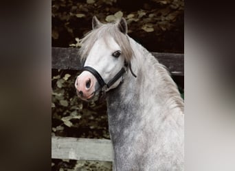 Welsh-A, Wallach, 5 Jahre, 115 cm, Apfelschimmel