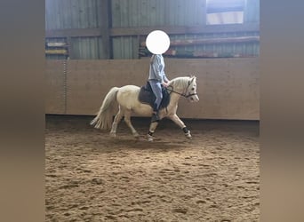 Welsh-A, Wallach, 5 Jahre, 115 cm, Palomino