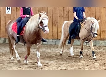 Welsh-A, Wallach, 5 Jahre, 115 cm, Palomino