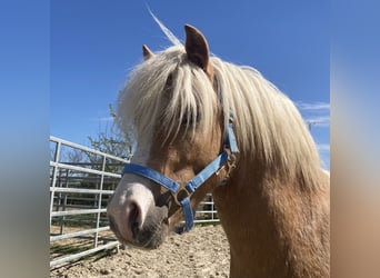 Welsh-A, Wallach, 5 Jahre, 115 cm, Palomino