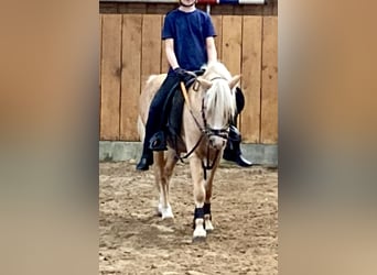 Welsh-A, Wallach, 5 Jahre, 115 cm, Palomino