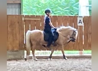 Welsh-A, Wallach, 5 Jahre, 115 cm, Palomino