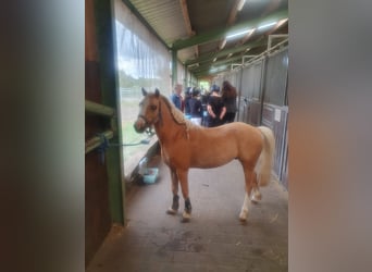 Welsh-A, Wallach, 5 Jahre, 115 cm, Palomino