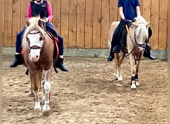 Welsh-A, Wallach, 5 Jahre, 115 cm, Palomino