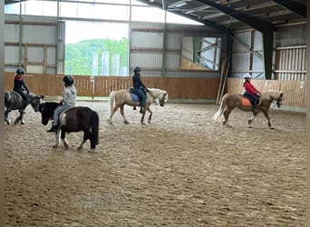 Welsh-A, Wallach, 5 Jahre, 115 cm, Palomino