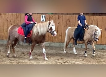 Welsh-A, Wallach, 5 Jahre, 115 cm, Palomino