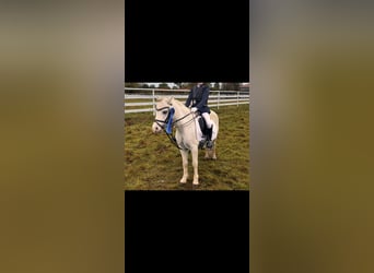 Welsh-A, Wallach, 5 Jahre, 115 cm, Schimmel