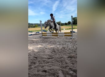 Welsh-A, Wallach, 5 Jahre, 115 cm, Schimmel