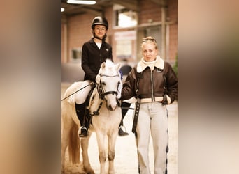 Welsh-A, Wallach, 5 Jahre, 115 cm, Schimmel