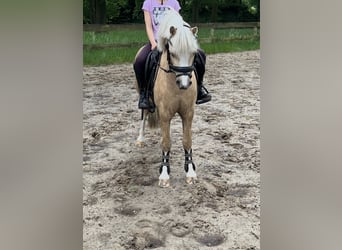 Welsh-A, Wallach, 5 Jahre, 117 cm, Palomino