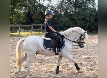 Welsh-A, Wallach, 5 Jahre, 117 cm, Palomino