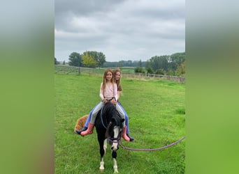 Welsh-A, Wallach, 5 Jahre, 117 cm, Rappe