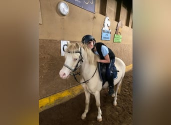 Welsh-A, Wallach, 5 Jahre, 118 cm, Palomino