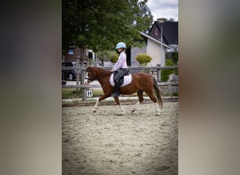 Welsh-A, Wallach, 5 Jahre, 120 cm