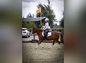 Welsh-A, Wallach, 5 Jahre, 120 cm