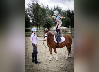 Welsh-A, Wallach, 5 Jahre, 120 cm