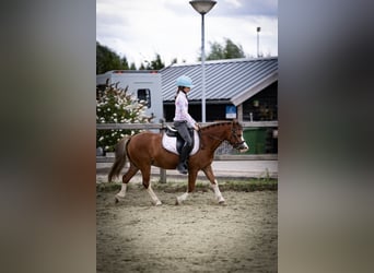 Welsh-A, Wallach, 5 Jahre, 120 cm