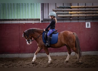 Welsh-A, Wallach, 5 Jahre, 120 cm