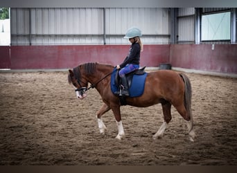 Welsh-A, Wallach, 5 Jahre, 120 cm