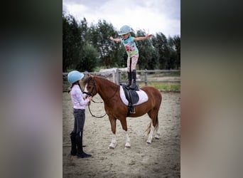 Welsh-A, Wallach, 5 Jahre, 120 cm