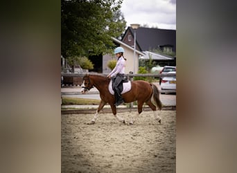 Welsh-A, Wallach, 5 Jahre, 120 cm