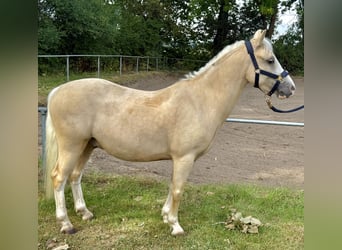 Welsh-A, Wallach, 5 Jahre, 120 cm, Palomino