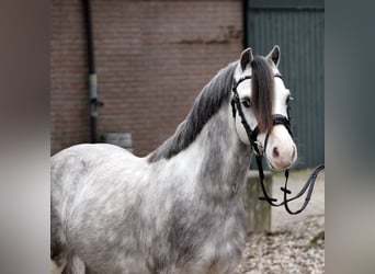 Welsh-A, Wallach, 5 Jahre, 121 cm, Schimmel