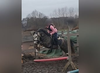 Welsh-A, Wallach, 5 Jahre, 123 cm, Apfelschimmel