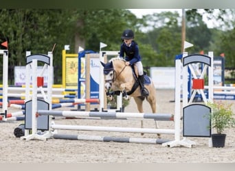 Welsh-A, Wallach, 5 Jahre, 124 cm, Palomino