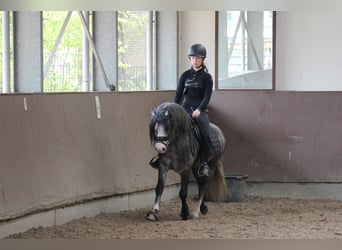 Welsh-A, Wallach, 5 Jahre, 126 cm, Schimmel