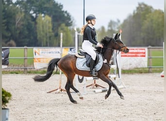 Welsh-A Mix, Wallach, 5 Jahre, 128 cm, Rotbrauner