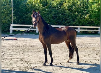 Welsh-A Mix, Wallach, 5 Jahre, 128 cm, Rotbrauner