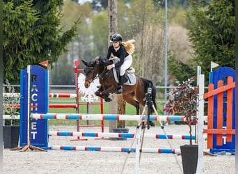 Welsh-A Mix, Wallach, 5 Jahre, 128 cm, Rotbrauner