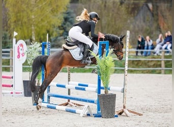 Welsh-A Mix, Wallach, 5 Jahre, 128 cm, Rotbrauner