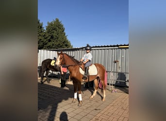 Welsh-A, Wallach, 5 Jahre, 130 cm