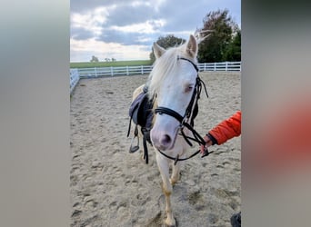 Welsh-A, Wallach, 5 Jahre, Cremello