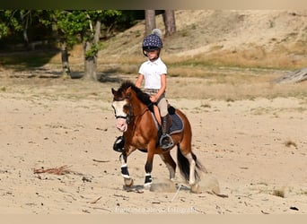 Welsh-A, Wallach, 6 Jahre, 114 cm, Brauner