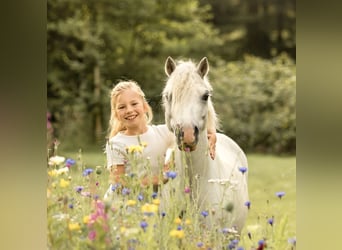 Welsh-A, Wallach, 6 Jahre, 116 cm, Schimmel