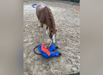 Welsh-A, Wallach, 6 Jahre, 117 cm, Roan-Red