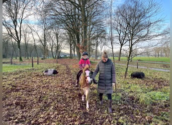 Welsh-A, Wallach, 6 Jahre, 117 cm, Roan-Red